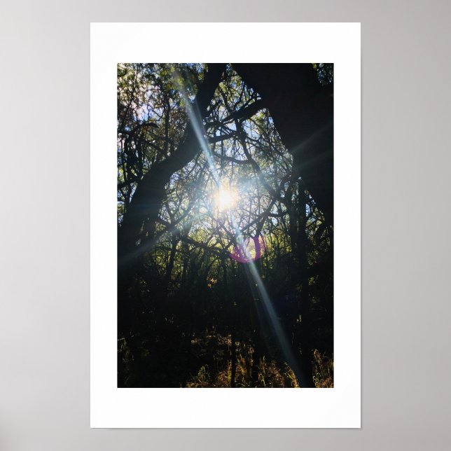 Poster Fotografia de Cores do Havaí com Sunlit Entwinadas (Frente)