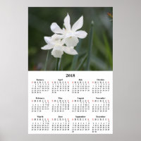 Fotografia de Daffodils Brancos do Calendário 2018