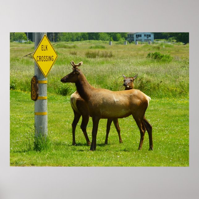 Póster Fotografia de Elk Crossing California Willife (Frente)