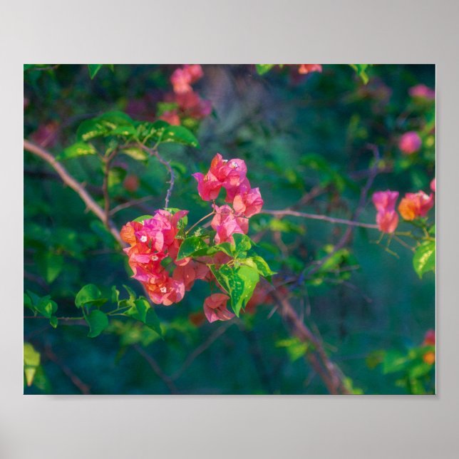 Poster Fotografia de Flor de Bougainvillea Rosa Pos Arte  (Frente)