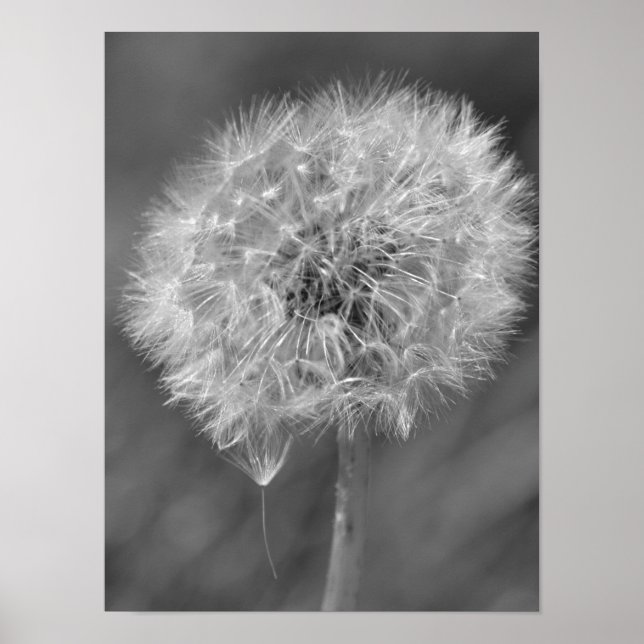Poster Fotografia de Flor de Dandelion Preto e Branco (Frente)