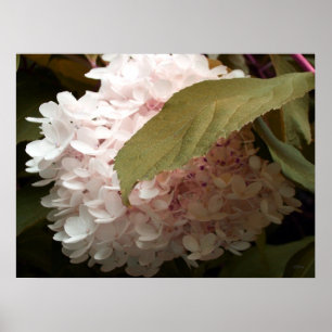 Póster Fotografia de Flores de Hydrangea Rosa