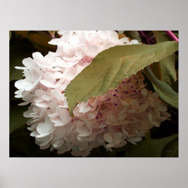 Póster Fotografia de Flores de Hydrangea Rosa (Frente)