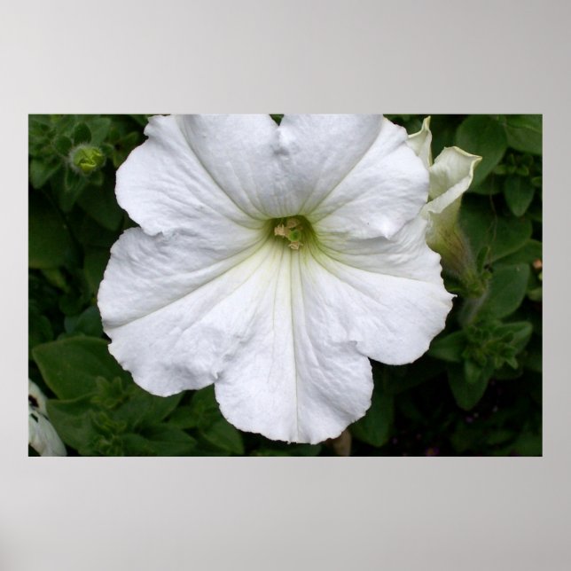 Póster Fotografia de Flores de Petunias Brancas (Frente)