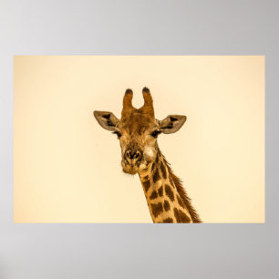POSTER FOTOGRAFIA DE FOCO SELETIVO DE GIRAFFE