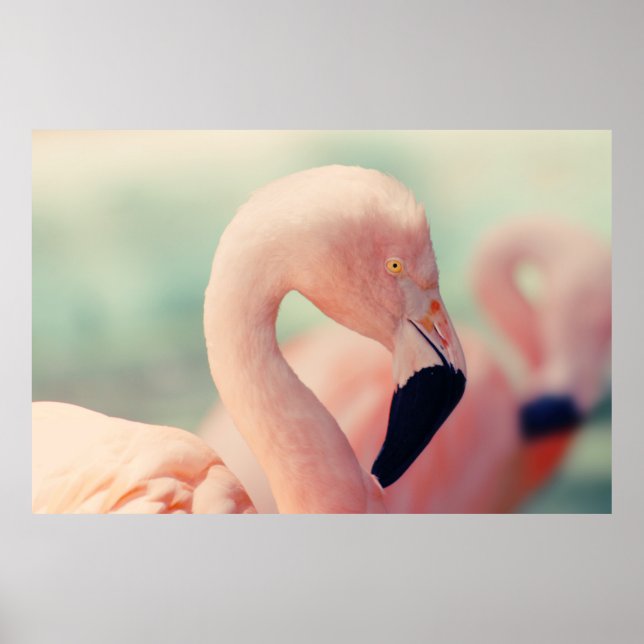 Poster Fotografia de foco suave do flamingo rosa (Frente)