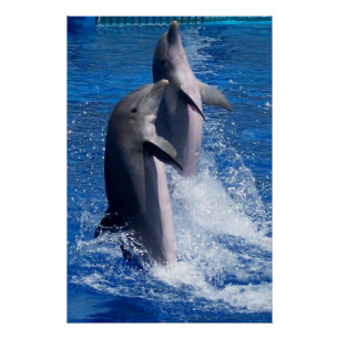 Póster Fotografia de Golfinhos