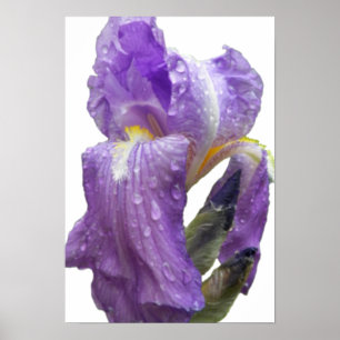 Póster Fotografia de Íris Roxo
