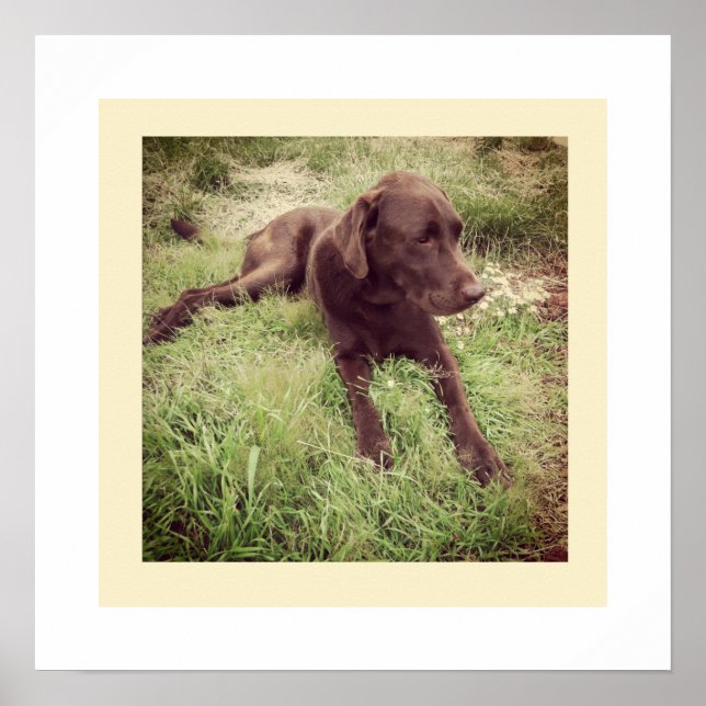 Poster Fotografia de Labrador Chocolate Deitado na Grama (Frente)