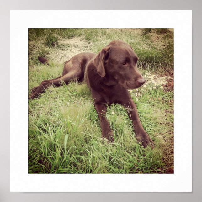 Póster Fotografia de Labrador Chocolate Deitado na Grama (Frente)