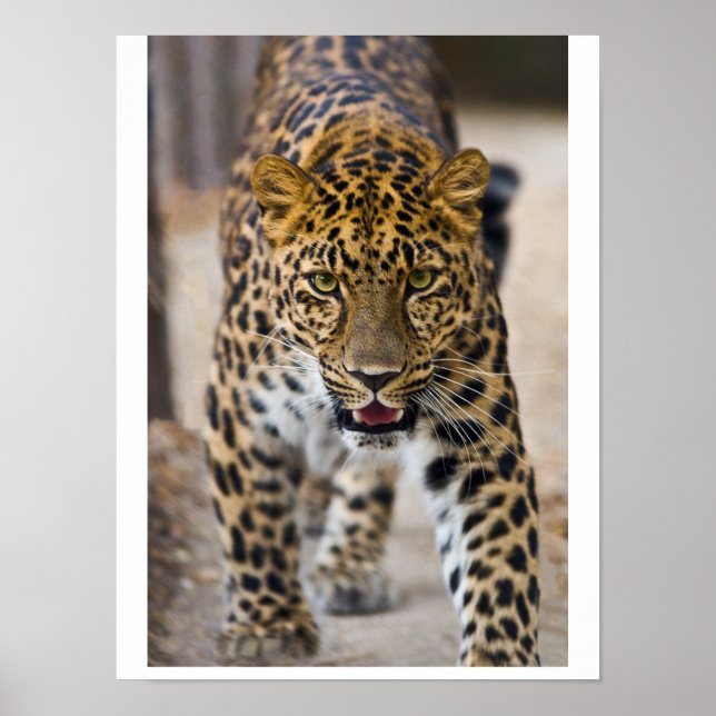 Poster Fotografia de Leopardo Correndo (Frente)