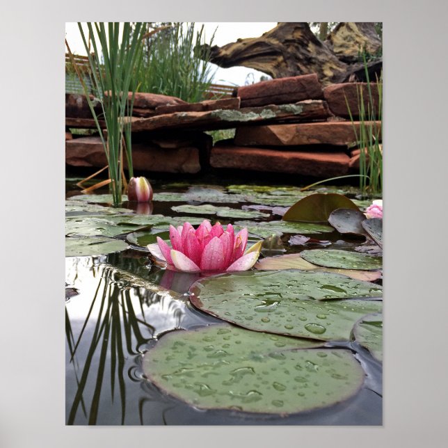 Póster Fotografia de Lírios de Água Cor-de-Rosa & Reflexo (Frente)