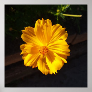 Poster Fotografia de macro de ouro Flor