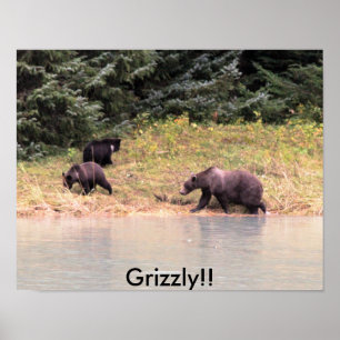 Póster Fotografia de Madre Grizzly e 2 filhotes