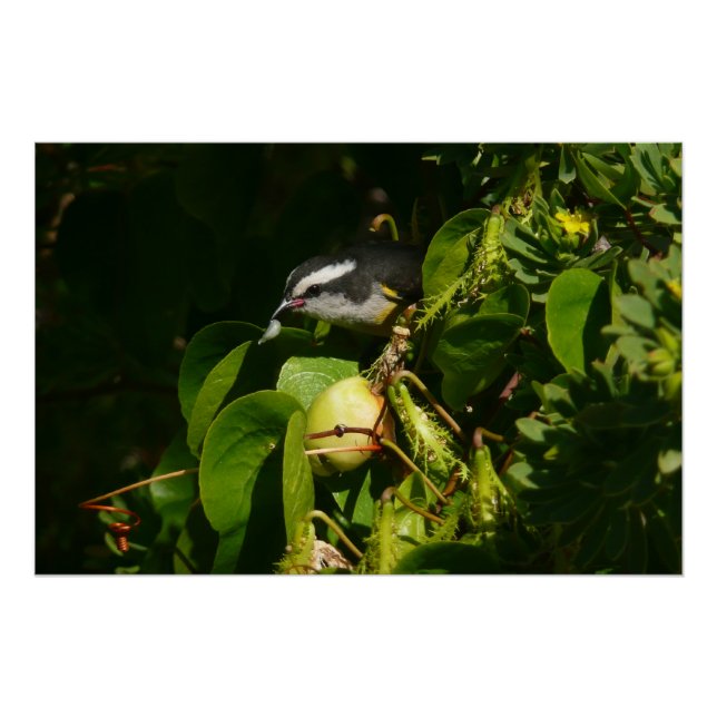 Póster Fotografia de Pássaro Bananaquit Comendo Tropical (Frente)