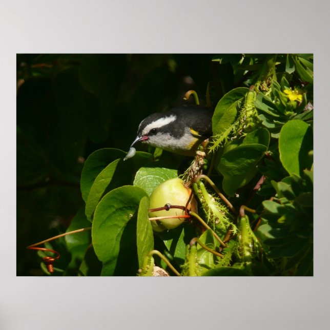 Poster Fotografia de Pássaro Bananaquit Comendo Tropical (Frente)