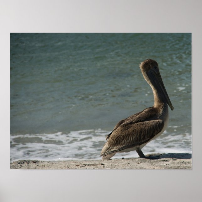 Poster Fotografia de Pelicano-marrom na Praia (Frente)