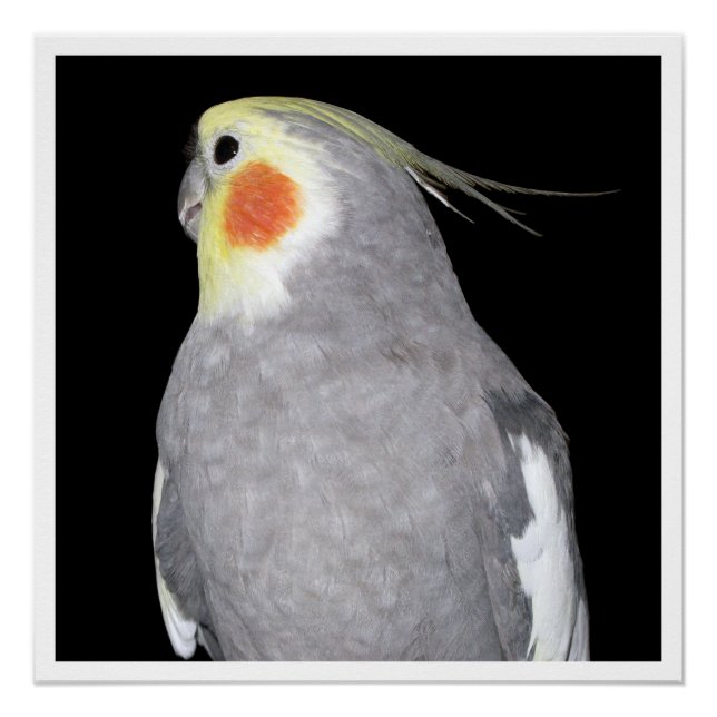 Póster Fotografia de Pet Bird Cockatiel (Frente)
