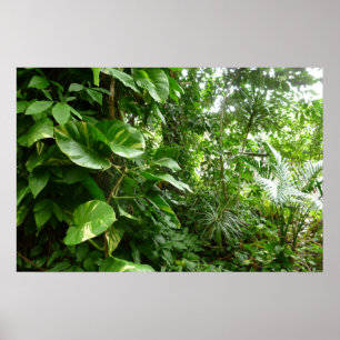 Poster Fotografia de Planta Vista da Selva de Folhas Giga