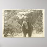 Póster fotografia de pop de elefante<br><div class="desc">fotografia de pop de elefante</div>