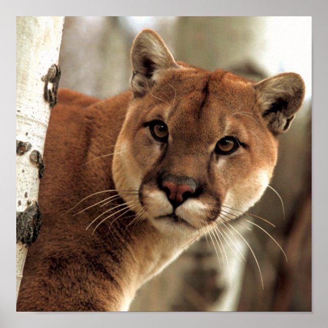 Póster Fotografia de Puma (Frente)