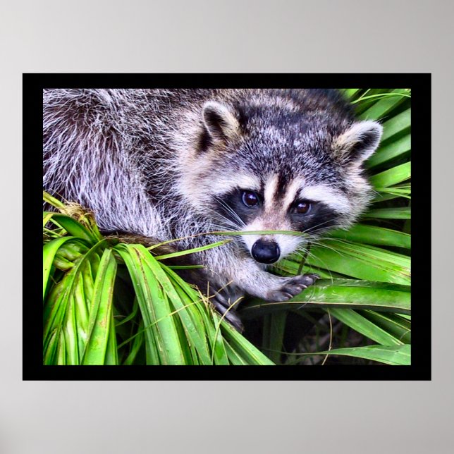 Poster Fotografia de Raccoon Wildlife (Frente)