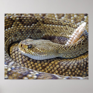 Póster Fotografia de Rattlesnake