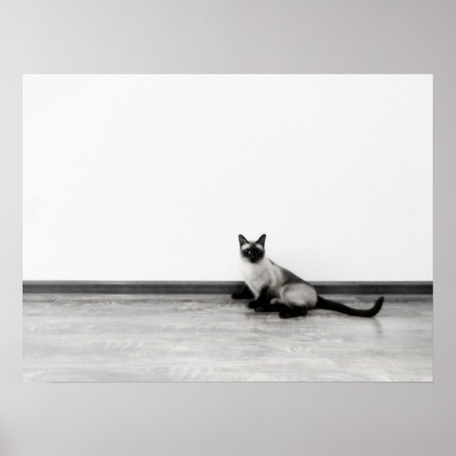 Póster Fotografia de Retrato de Gato Símio CUTE (Frente)
