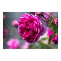 Fotografia de Rosa Rosa em Cartaz