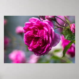Poster Fotografia de Rosa Rosa em Cartaz
