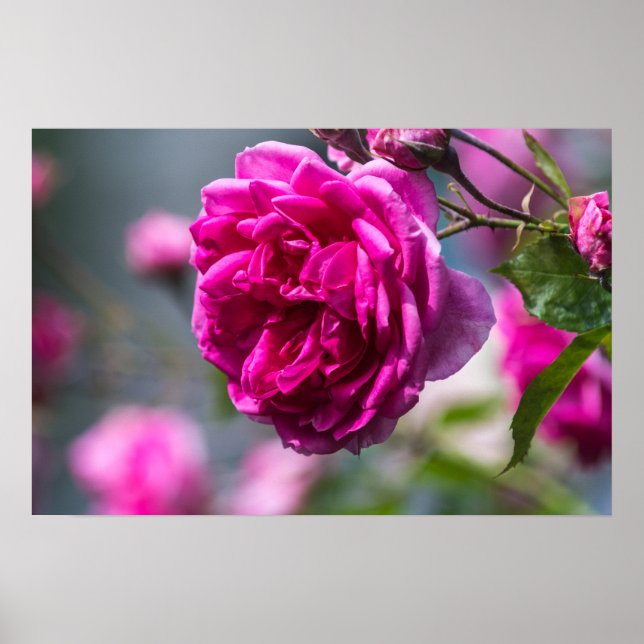 Poster Fotografia de Rosa Rosa em Cartaz (Frente)