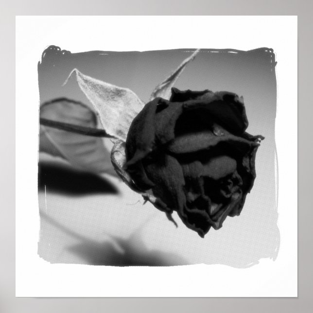 Poster Fotografia de Rosa Seca - Preto e Branco (Frente)