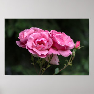 Poster Fotografia de Rosas Cor-de-Rosa em Cartaz