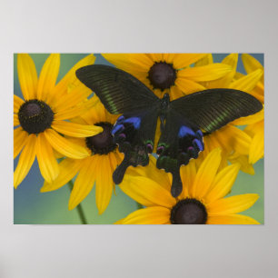 Póster Fotografia de Sammamish Washington da borboleta 22