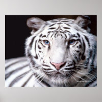 Fotografia de Tigre Branco