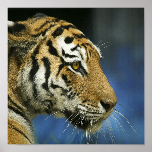 Póster Fotografia de Tigre de Perto de Lado (Frente)