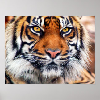 Póster Fotografia de Tigre Siberiano Masculino