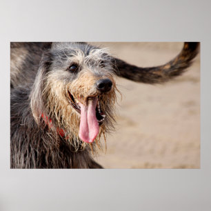Poster Fotografia de um cachorro feliz na praia