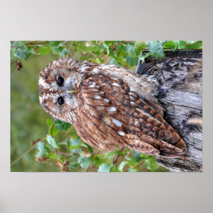 Póster Fotografia de uma coruja