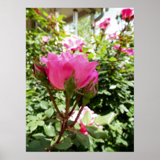 Poster Fotografia de uma Rosa Rosa Rosa Rosa em Sangue