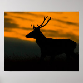Poster Fotografia de Veado Vermelho em Silhueta ao Pôr do