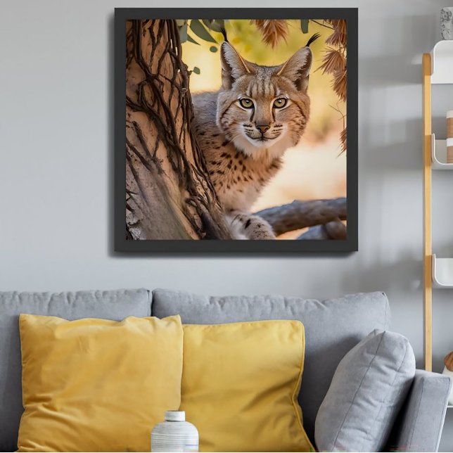 Poster Fotografia de Wildlife Closeup de Bobcat (Criador carregado)