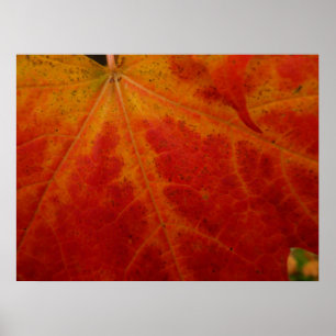 Póster Fotografia do Abstrato de outono de Folha Vermelha