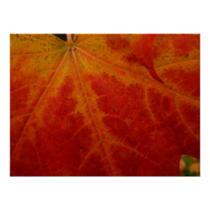 Póster Fotografia do Abstrato de outono de Folha Vermelha