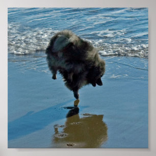 Poster Fotografia do Balé Keeshond - Arte de Cachorro Or