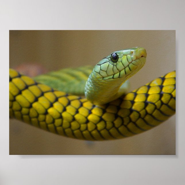 PÓSTER FOTOGRAFIA DO COBRA REPTILO VERDE AMARELO (Frente)