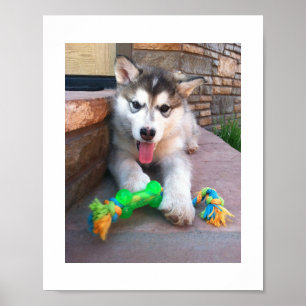 Poster Fotografia do filhote de cachorro do Malamute do