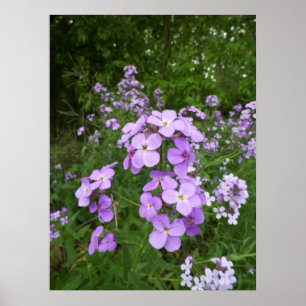 Póster Fotografia do Flor Roxo Selvagem