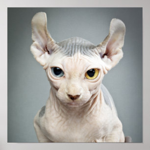 Póster Fotografia do gato da esfinge do duende