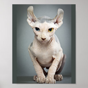 Póster Fotografia do gato da esfinge do duende